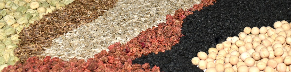 PLANTICO насенне раслін насенне гародніны насенне кветак